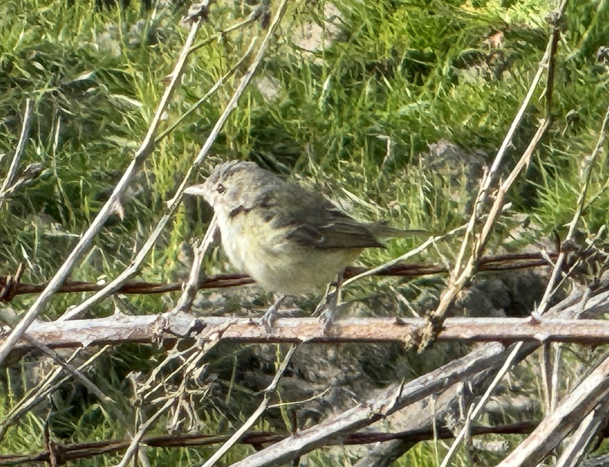 krattvireo - ML617594974