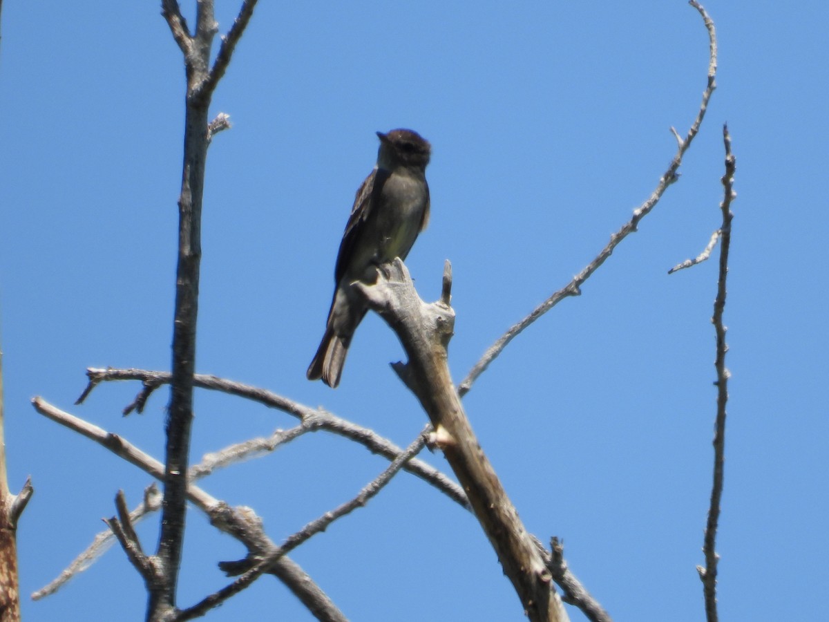 Western Wood-Pewee - Colby Neuman