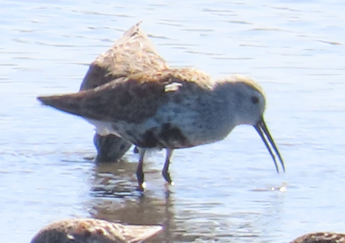 Dunlin - ML617595007