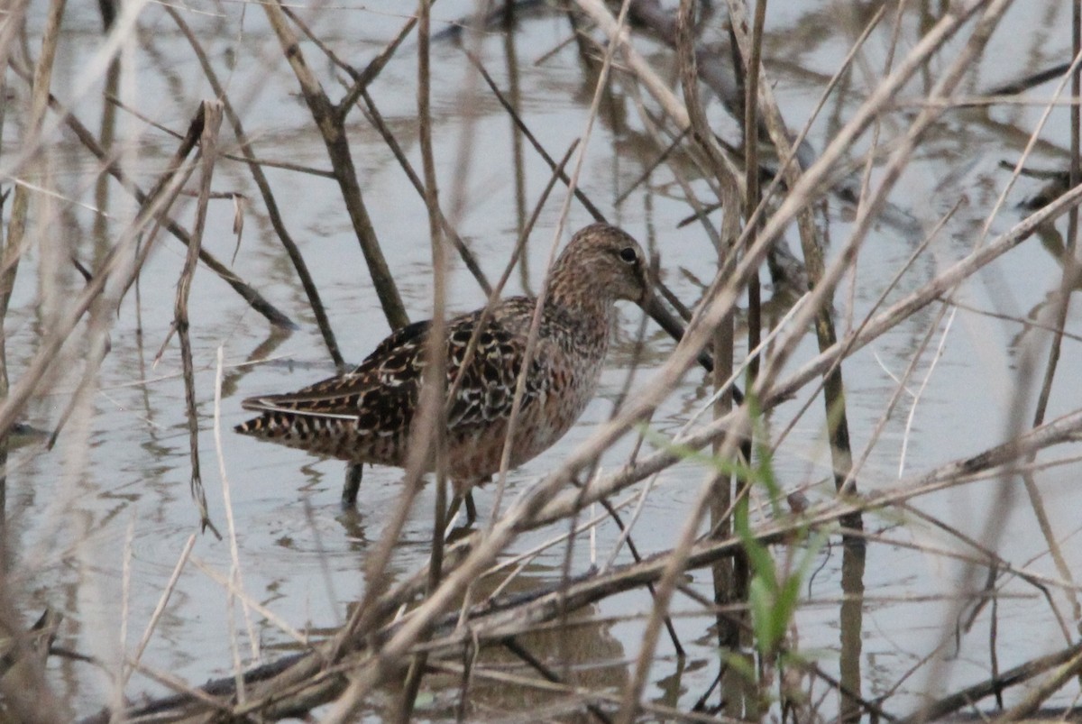 Long-billed Dowitcher - Marion Schiefer