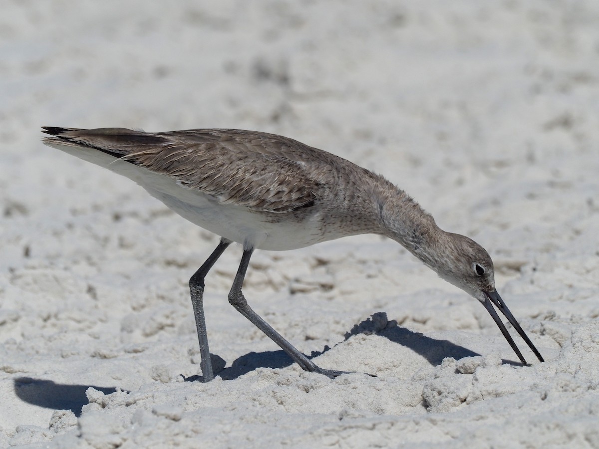 Willet - Todd Deininger