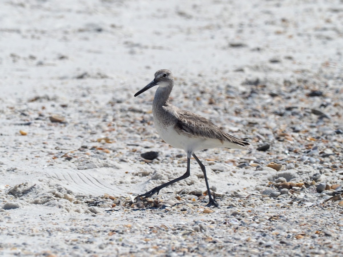 Willet - Todd Deininger