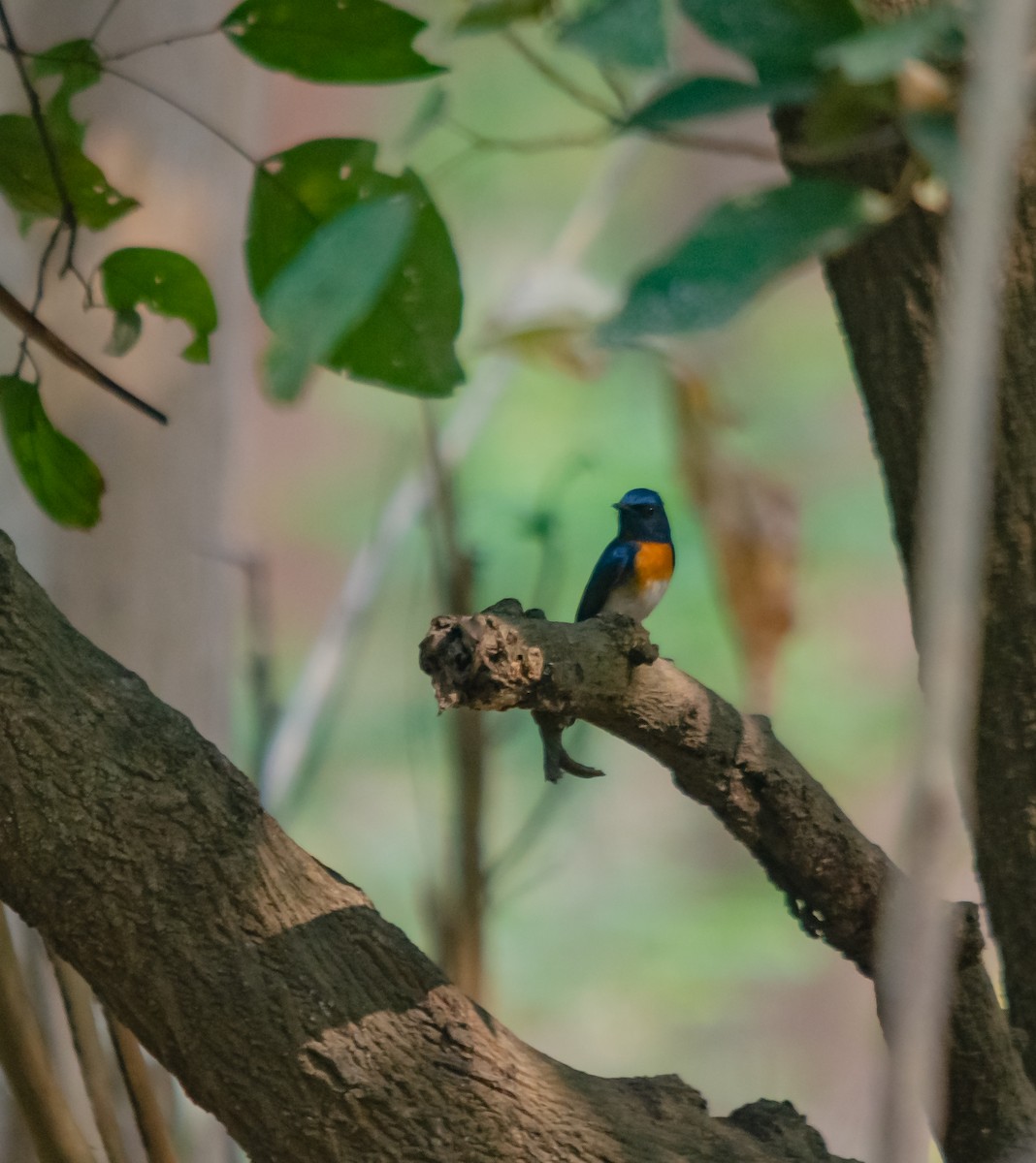 Blue-throated Flycatcher - ML617595072