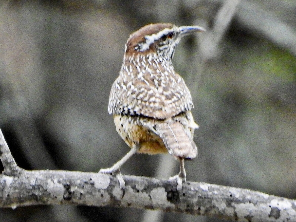 Cactus Wren - ML617595078