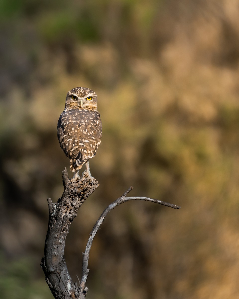 Burrowing Owl - ML617595088
