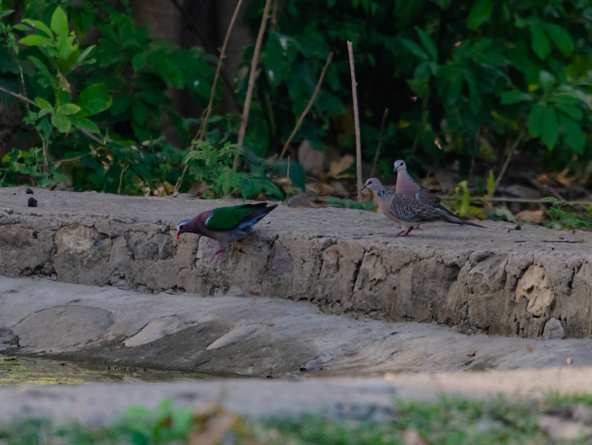 Asian Emerald Dove - ML617595099