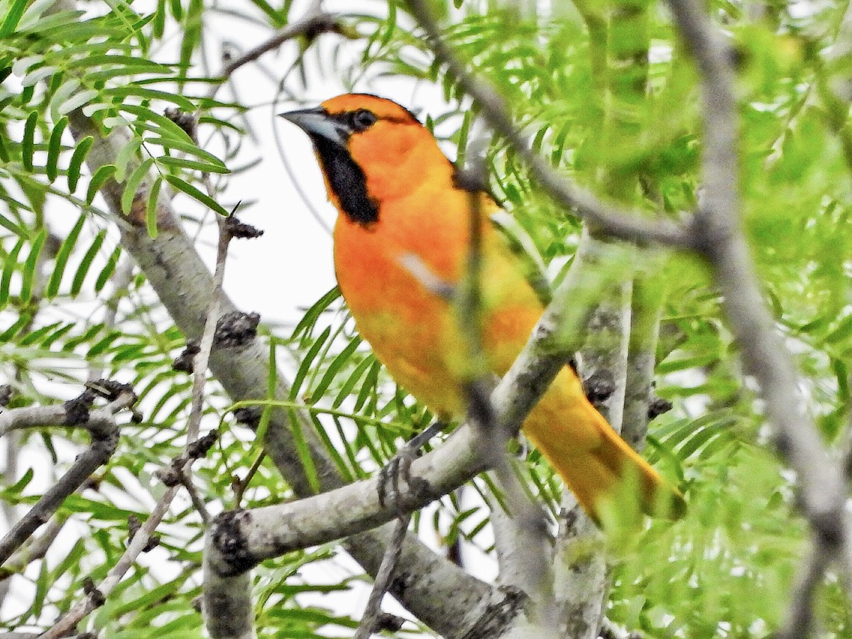 Bullock's Oriole - ML617595125