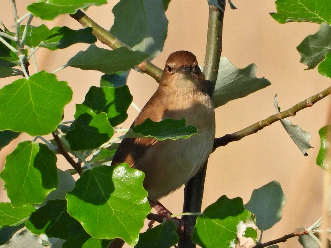 Savi's Warbler - ML617595163