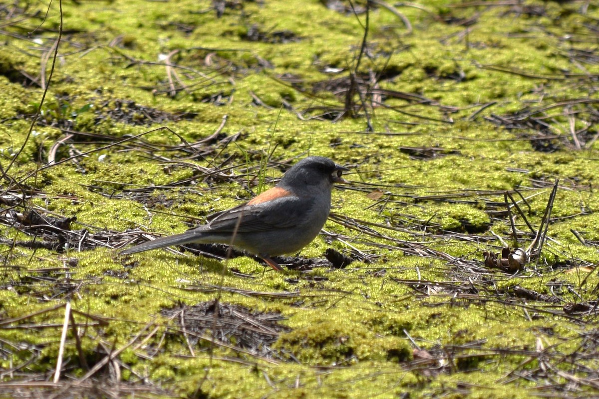 Dark-eyed Junco (Red-backed) - William Harmon