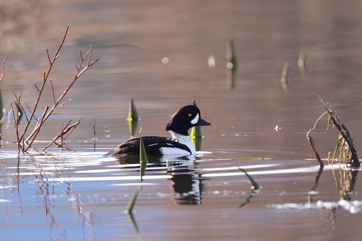 Barrow's Goldeneye - ML617595197
