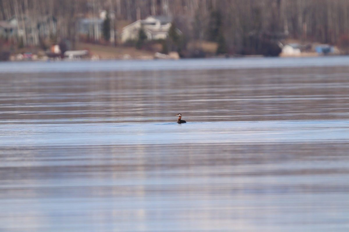 赤頸鸊鷉 - ML617595202