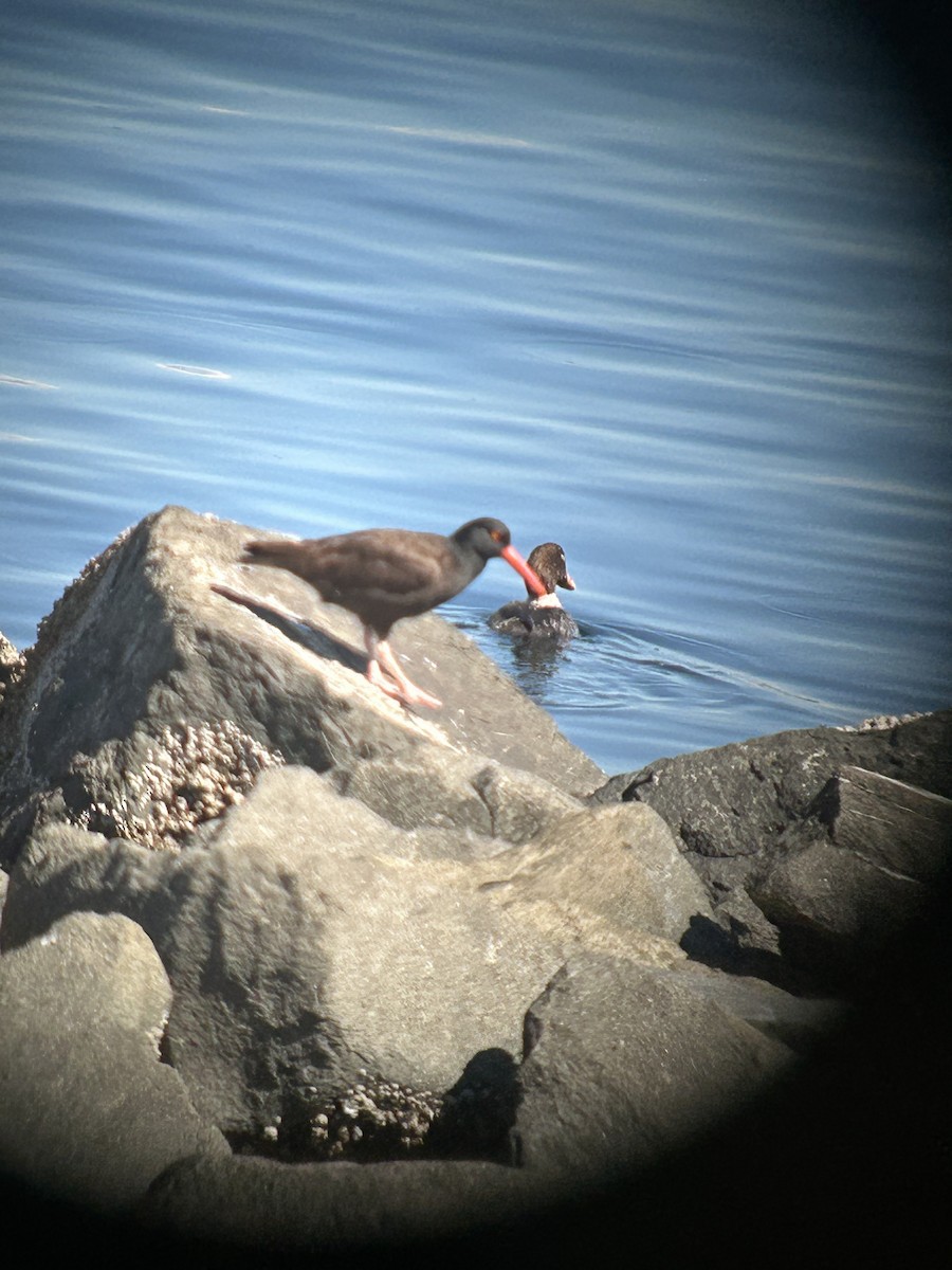 Black Oystercatcher - ML617595218