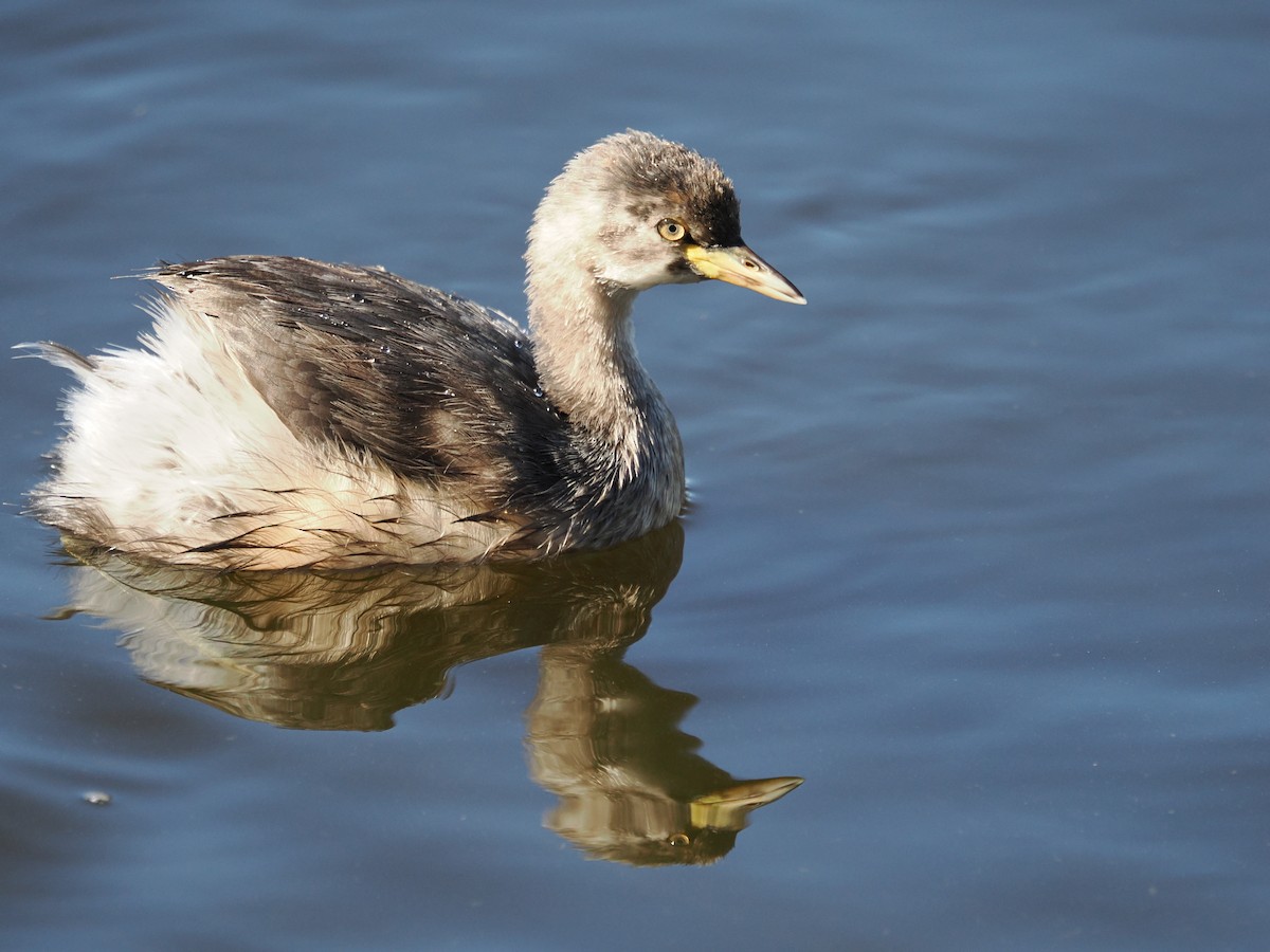 Australasian Grebe - Tony Richards