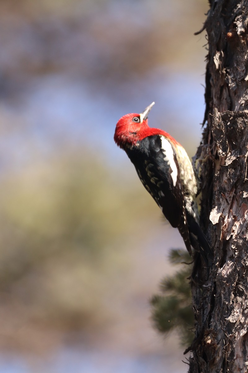 Red-breasted Sapsucker - ML617595224