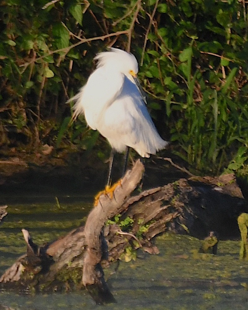 Snowy Egret - ML617595229