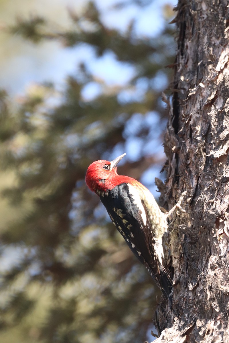 Red-breasted Sapsucker - ML617595231