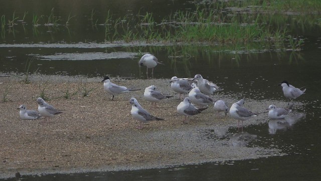 Gull-billed Tern - ML617595237