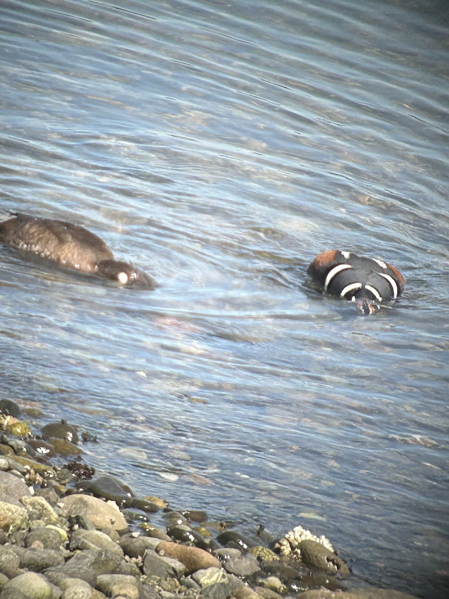 Harlequin Duck - ML617595239