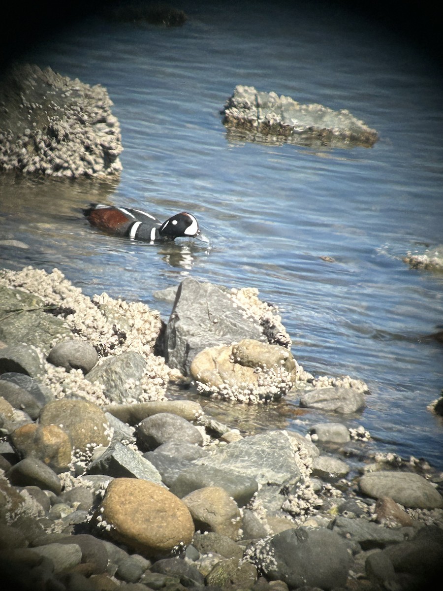 Harlequin Duck - Bruce LaBar