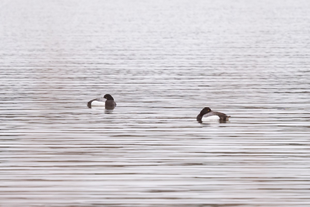 Greater Scaup - ML617595250