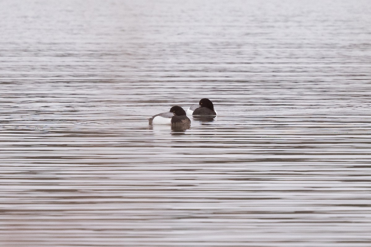 Greater Scaup - ML617595253