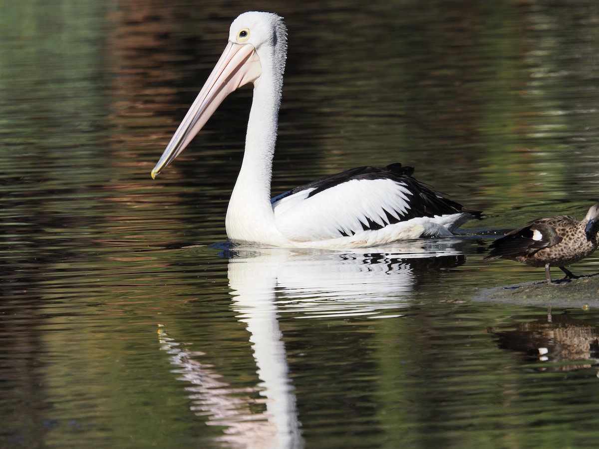 Australian Pelican - Tony Richards