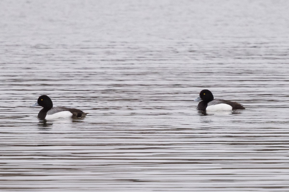Greater Scaup - ML617595303