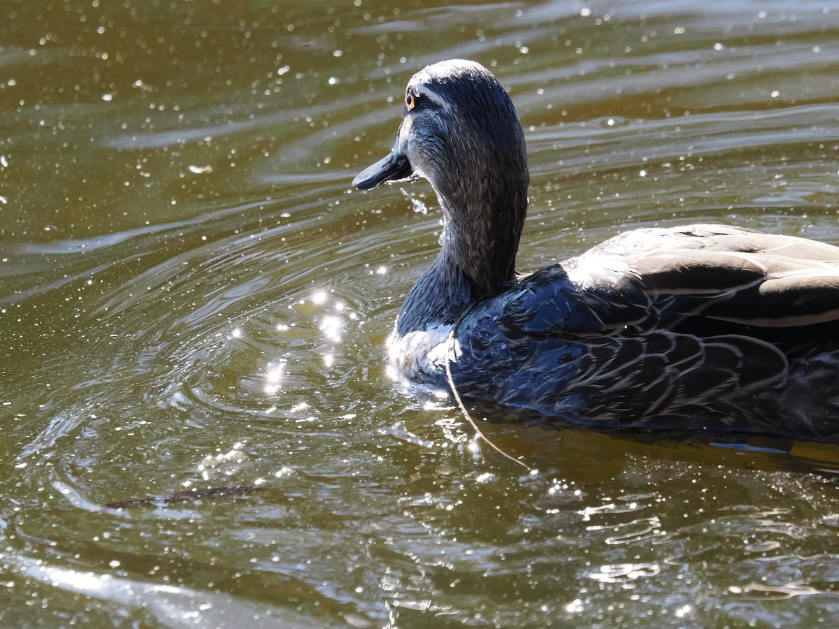 Pacific Black Duck - Tony Richards