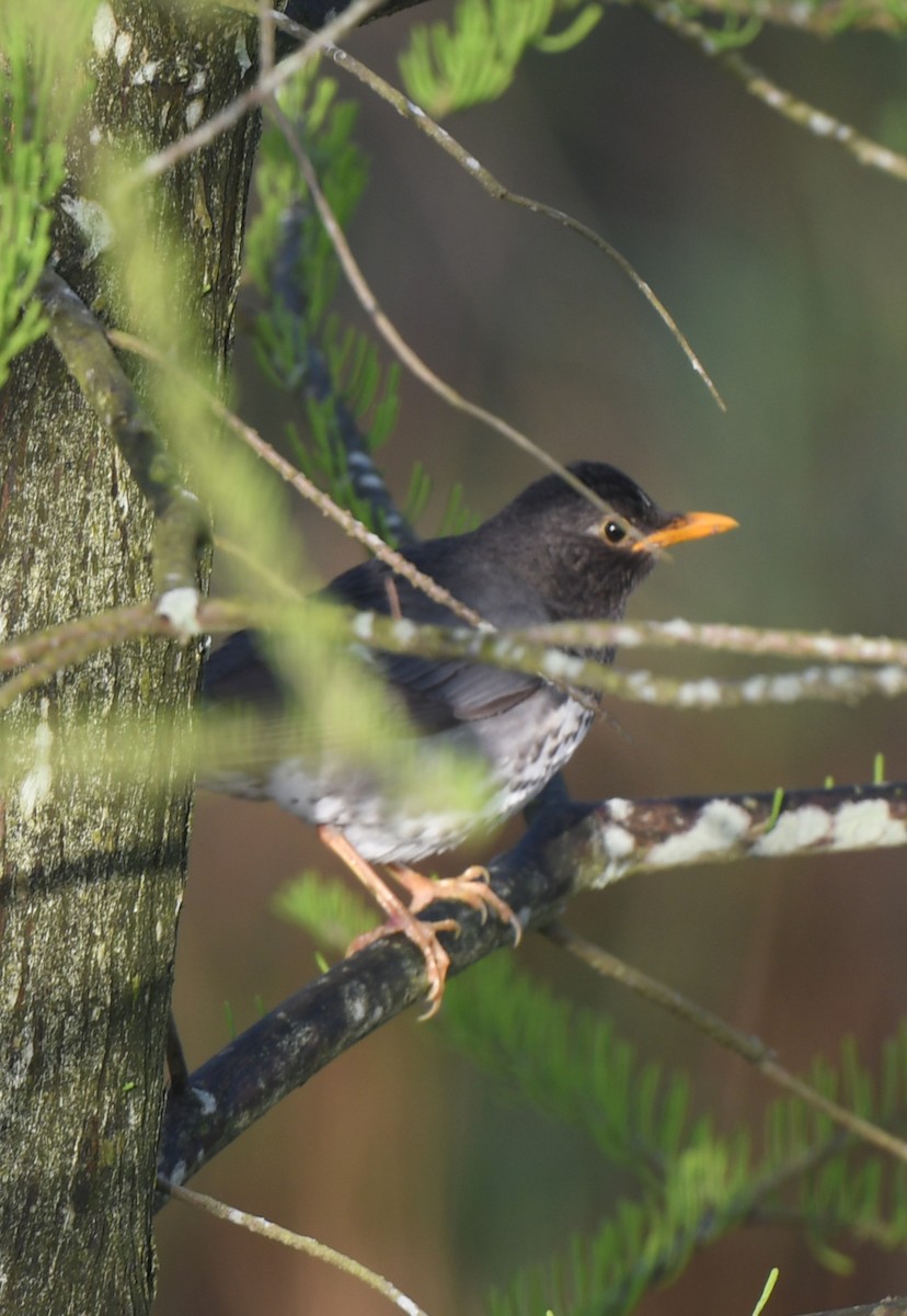 Japanese Thrush - ML617595373