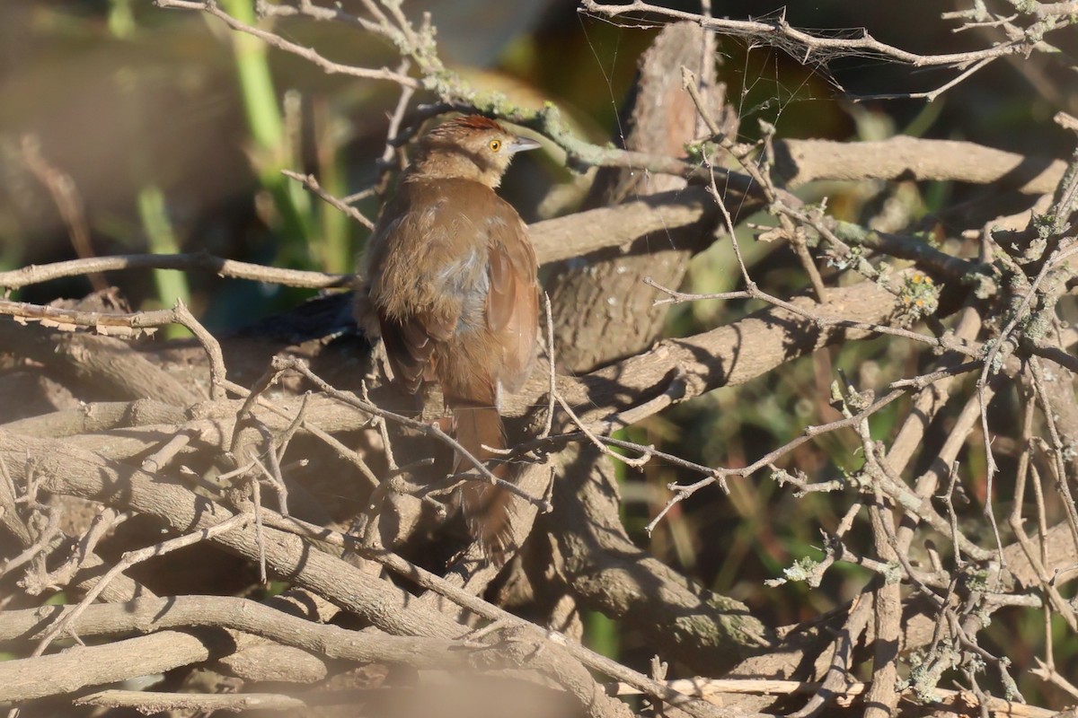 Freckle-breasted Thornbird - ML617595426