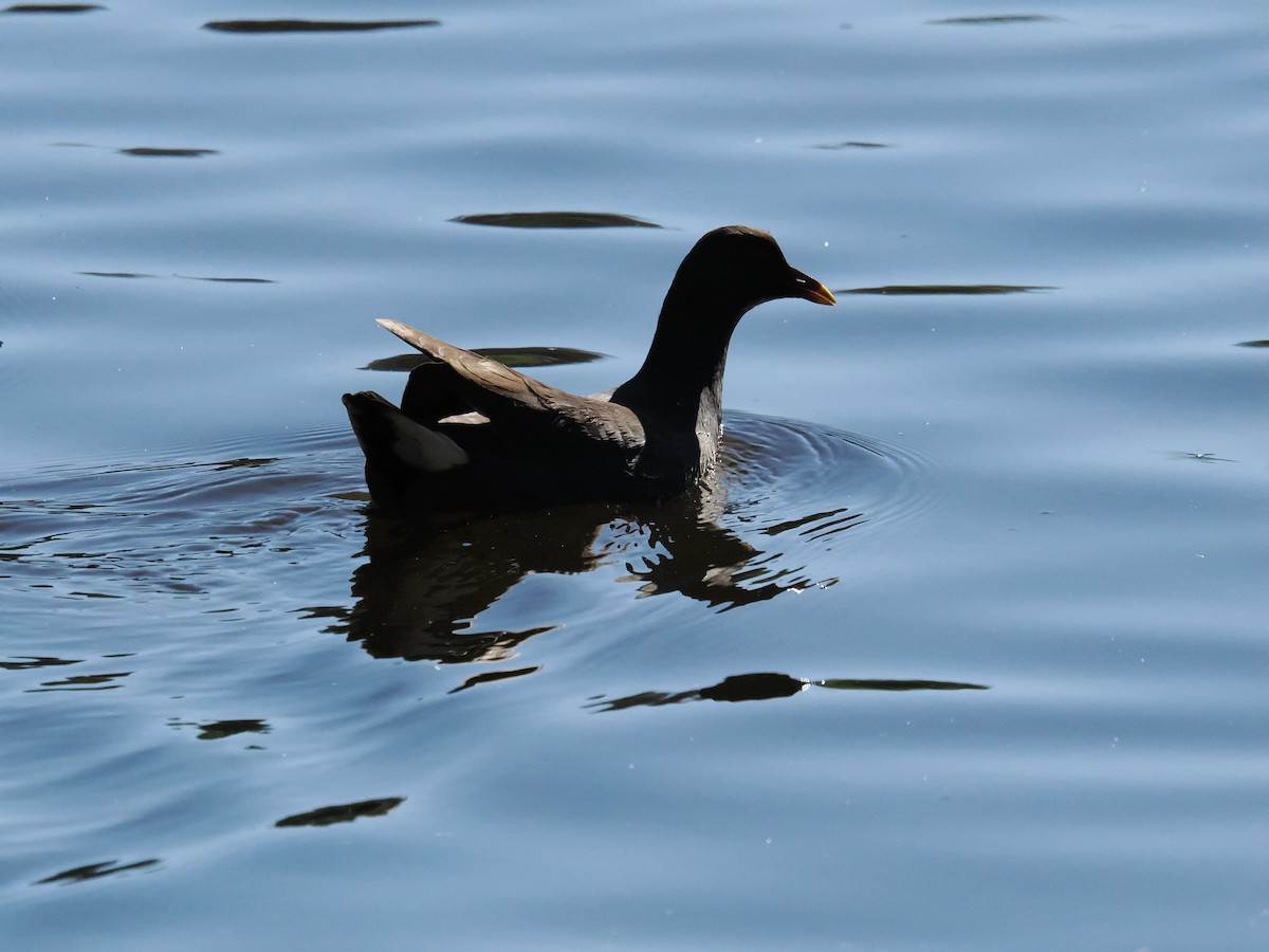 Dusky Moorhen - ML617595442