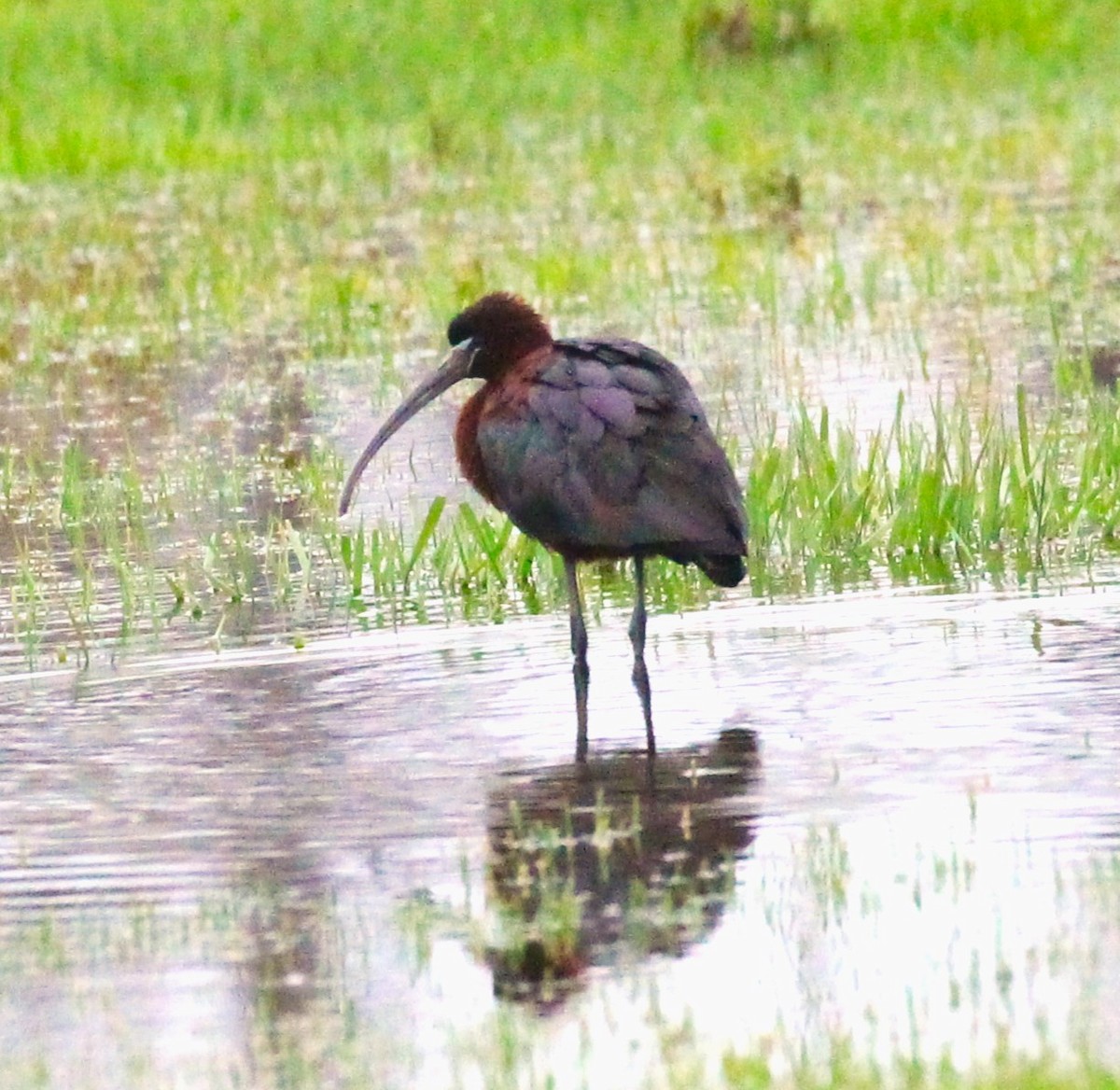 Glossy Ibis - Theresa Gessing