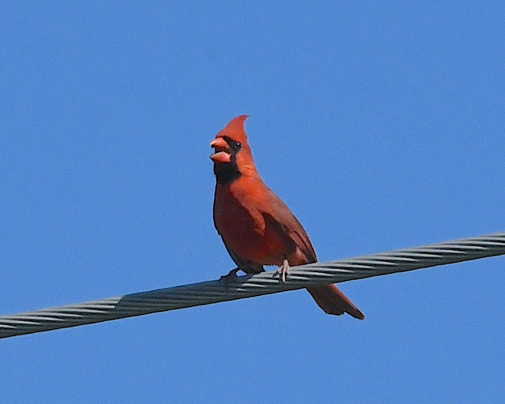 Northern Cardinal - ML617595471