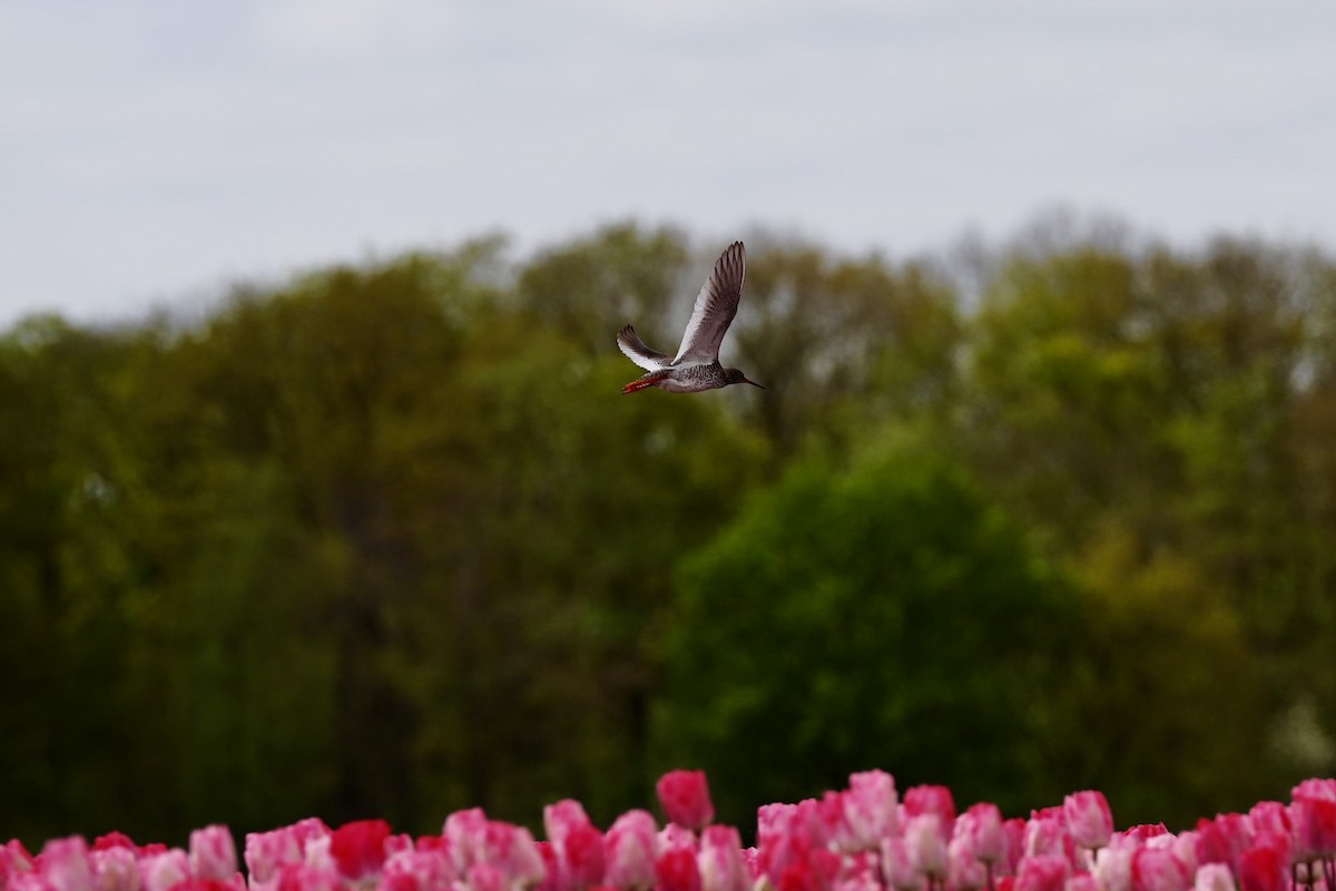 Common Redshank - ML617595492