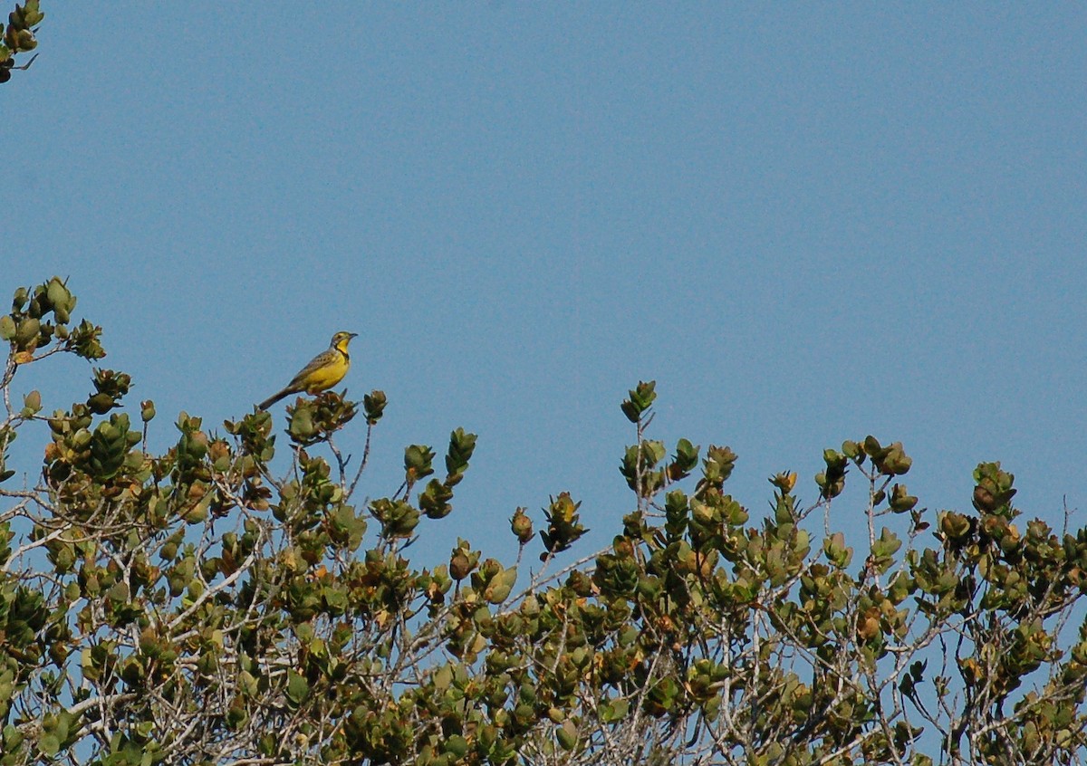 Yellow-throated Longclaw - ML617595493