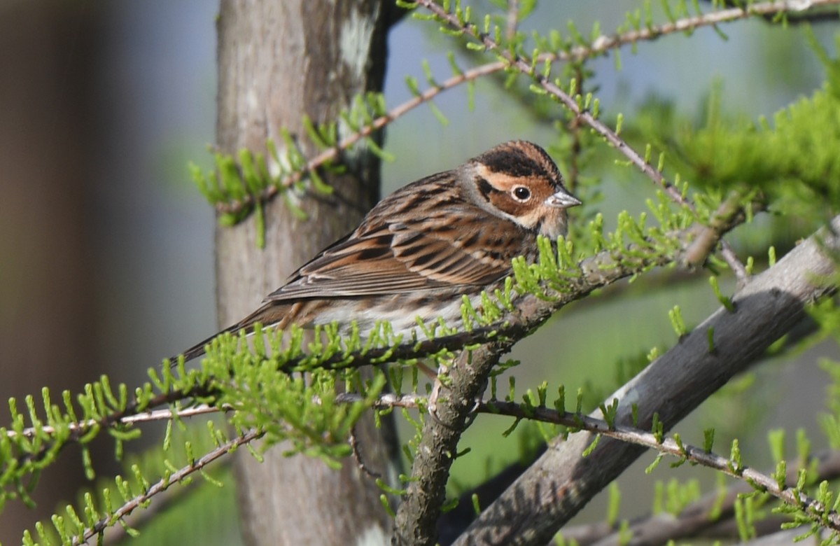 Little Bunting - ML617595522