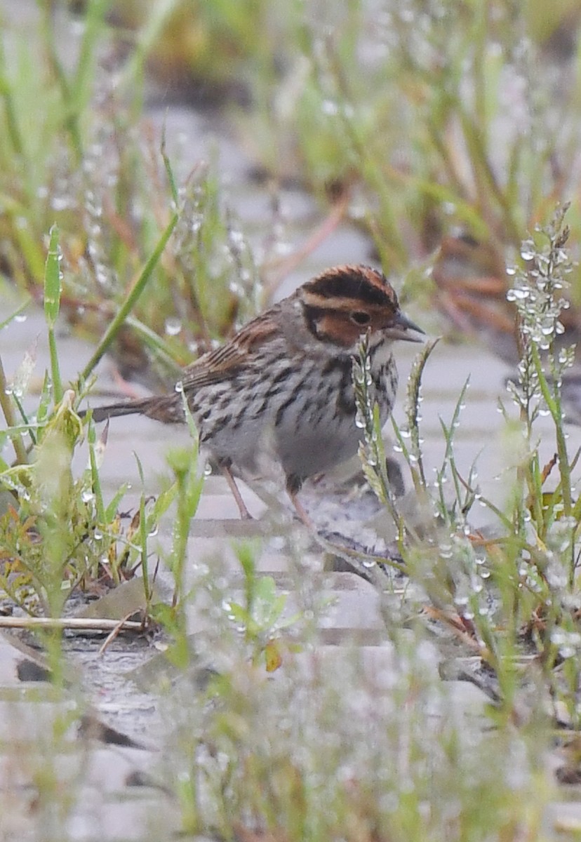 Little Bunting - ML617595529