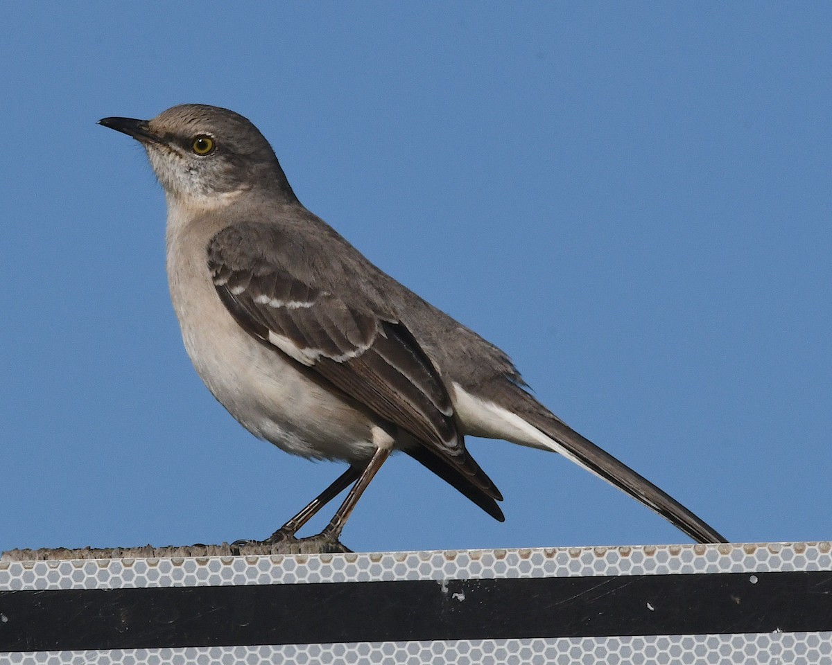 Northern Mockingbird - ML617595543