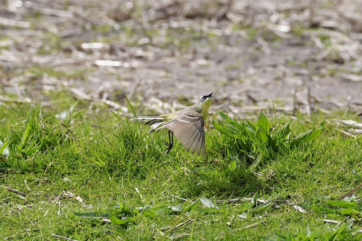 Western Yellow Wagtail - ML617595565