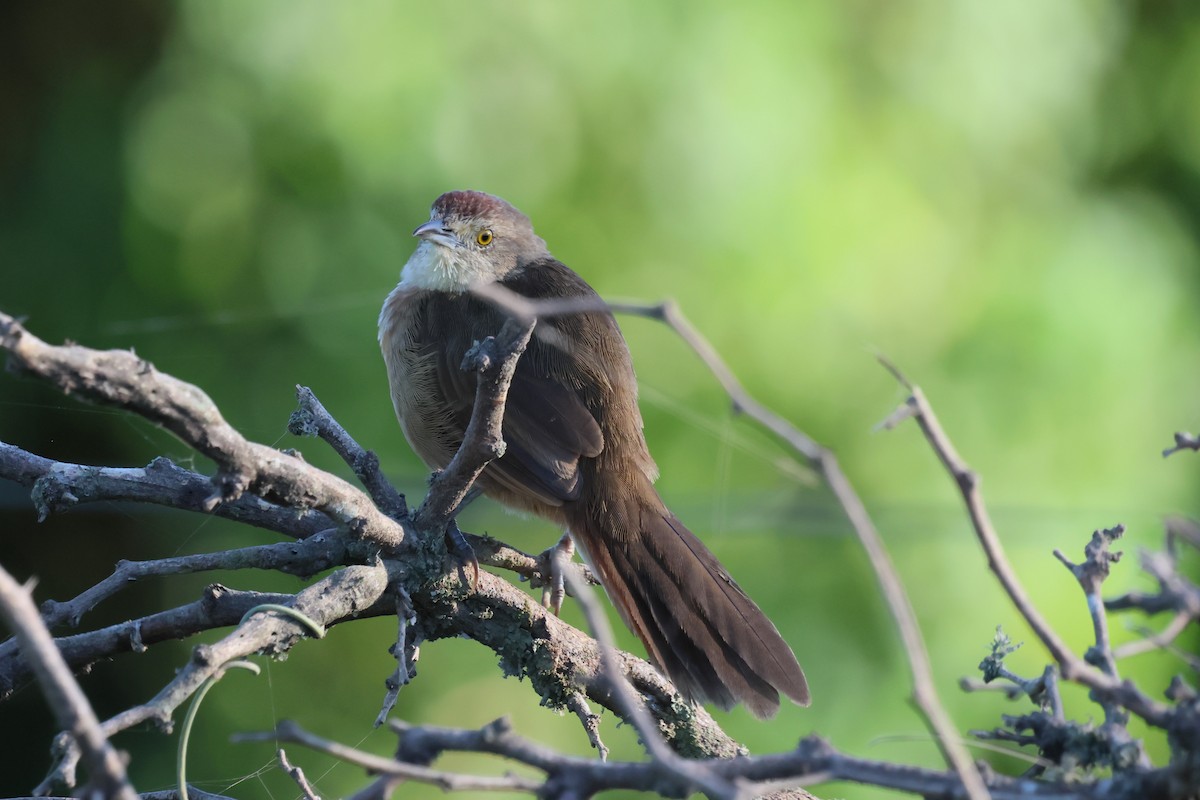 Freckle-breasted Thornbird - ML617595574