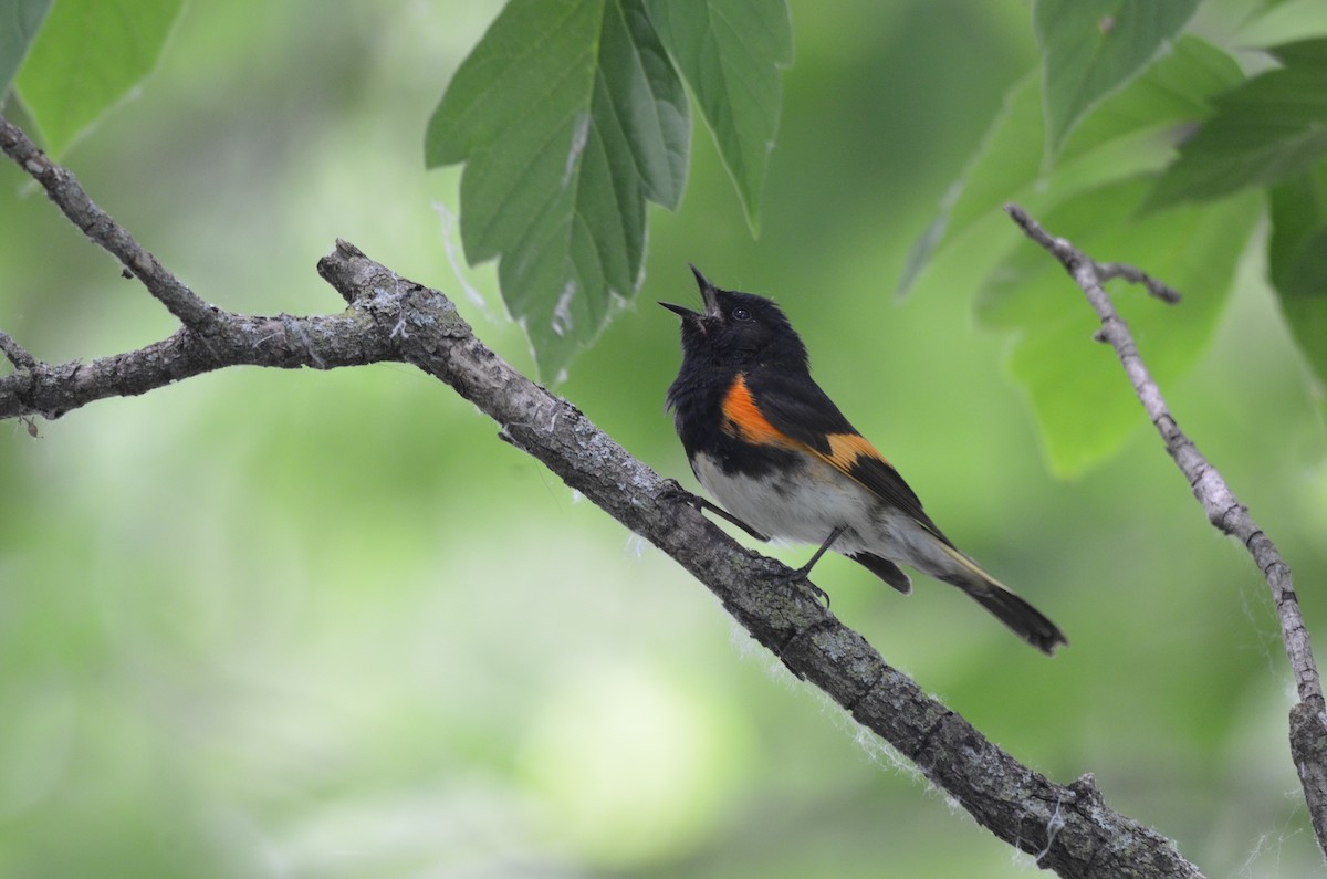 American Redstart - ML617595587