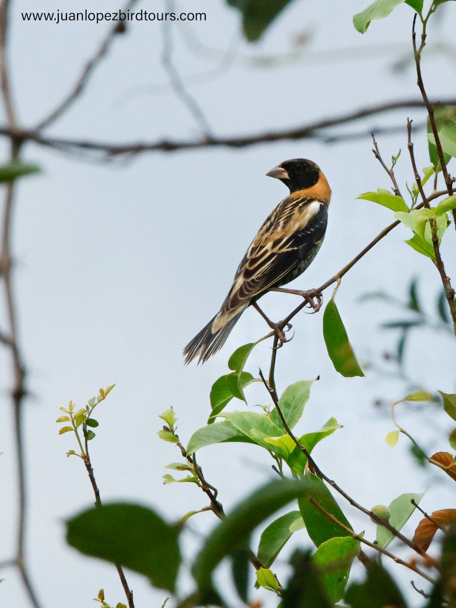 bobolink americký - ML617595635