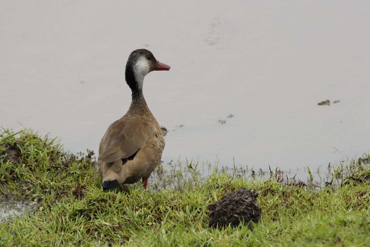 Brazilian Teal - Juan Lopez (www.juanlopezbirdtours.com)