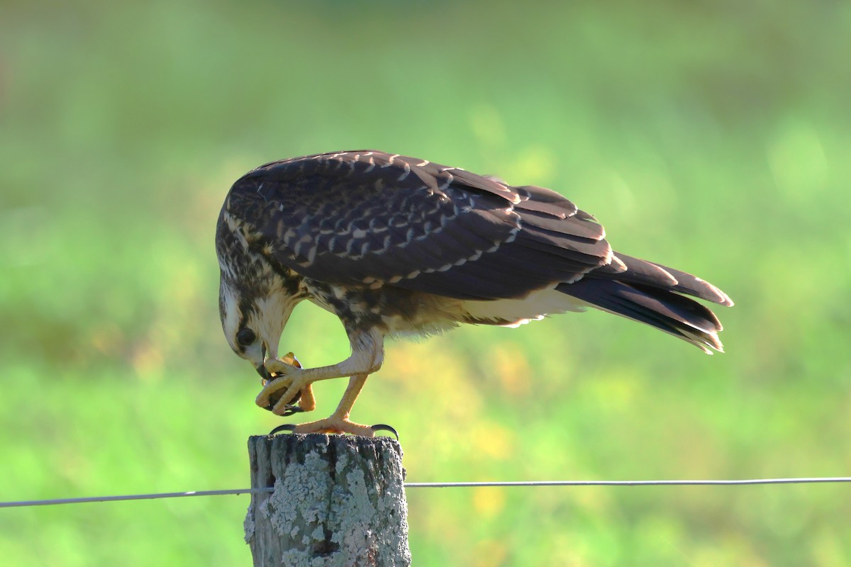 Snail Kite - ML617595656