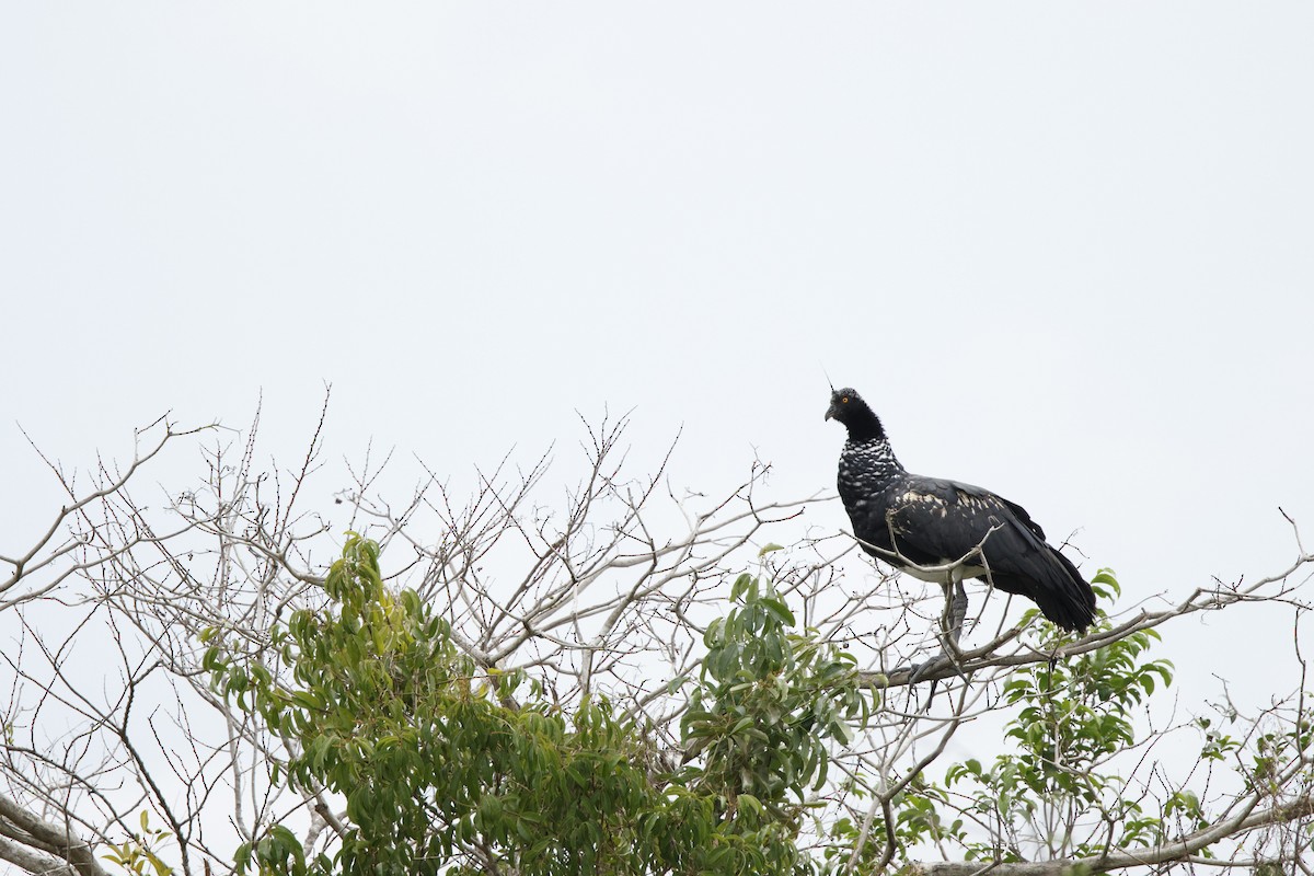 Horned Screamer - ML617595661