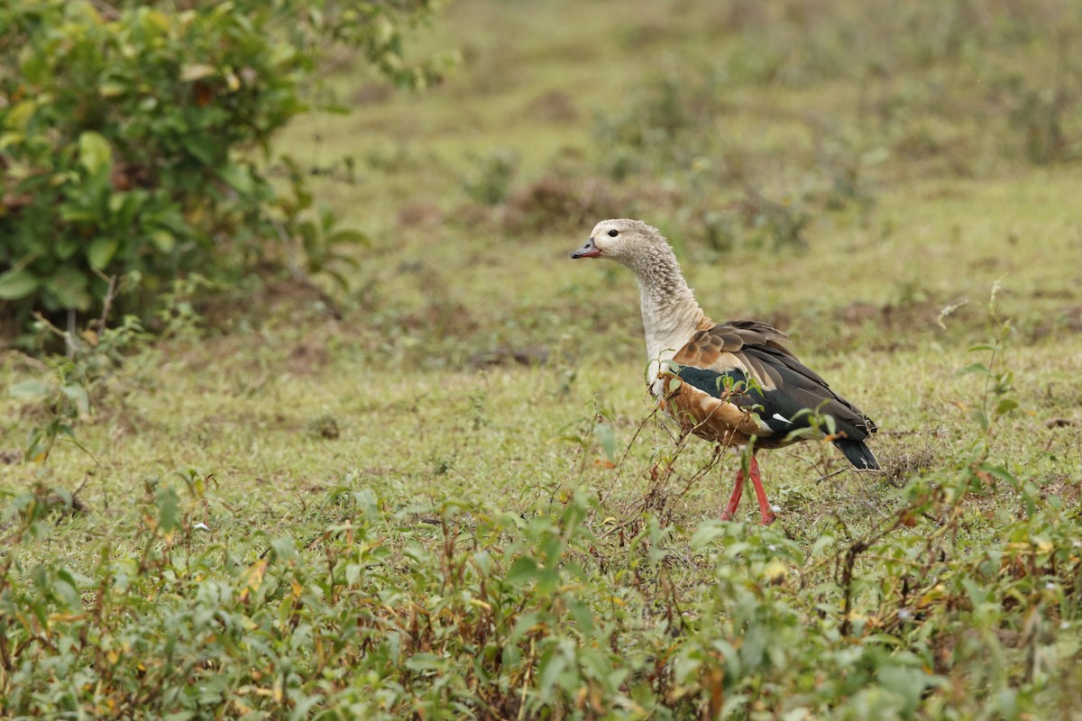 Orinoco Goose - ML617595669