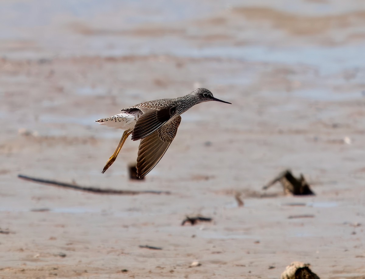 Lesser Yellowlegs - ML617595674