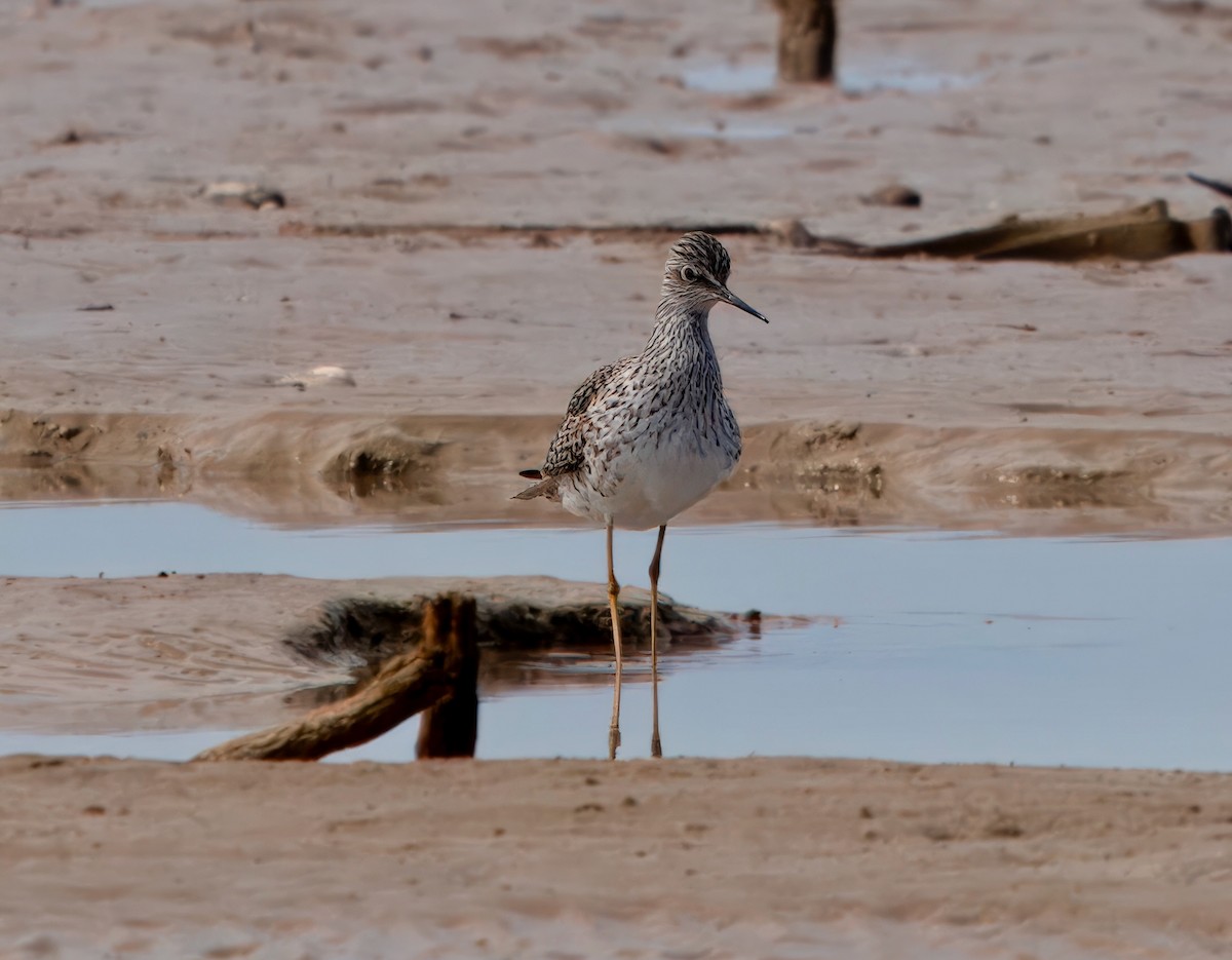 Lesser Yellowlegs - ML617595675