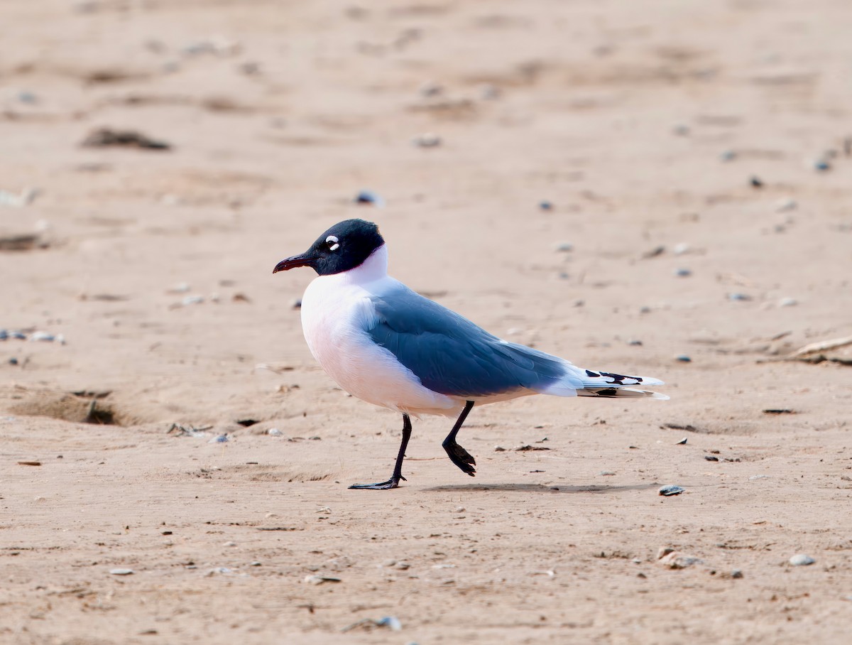 Franklin's Gull - ML617595680