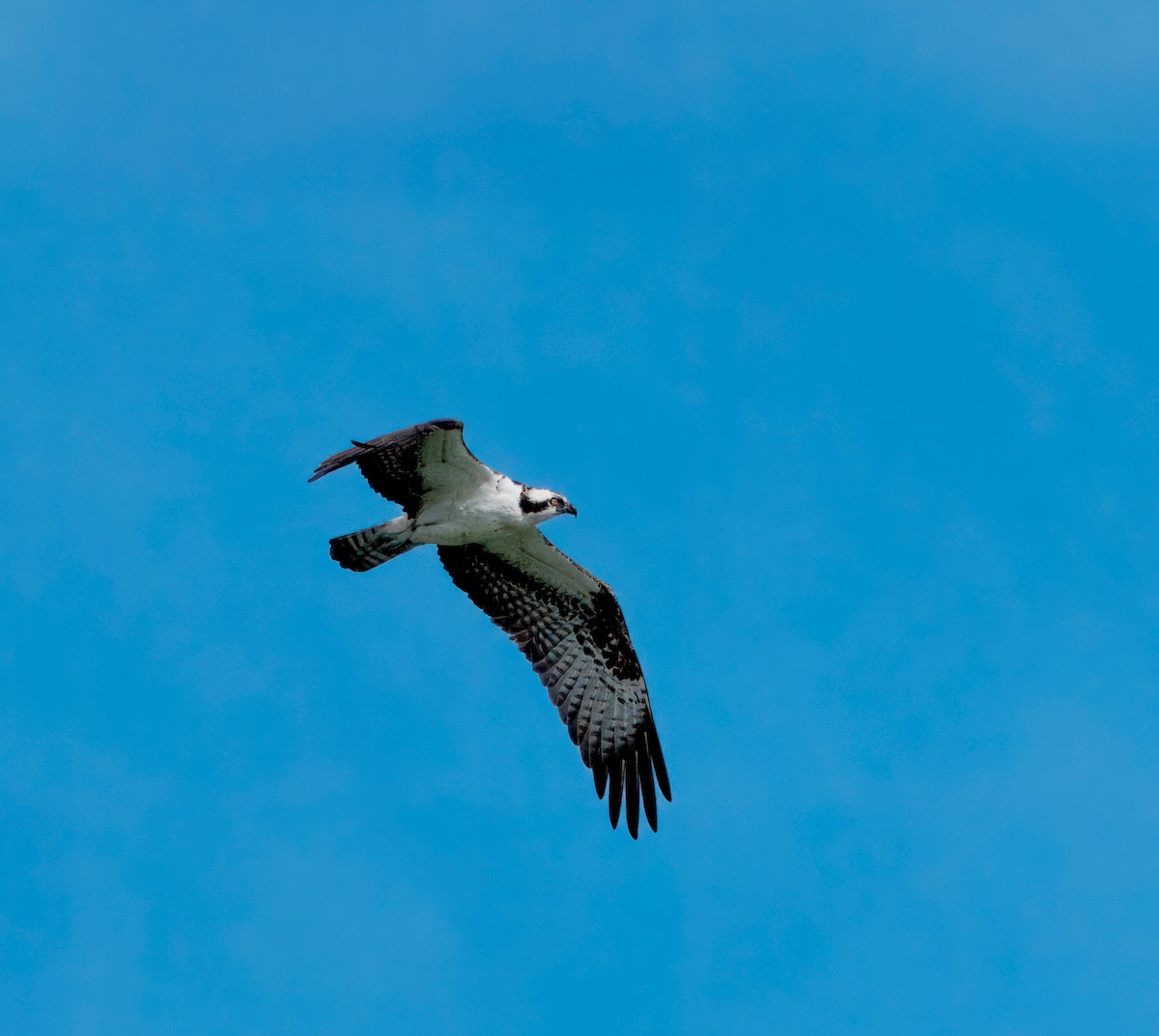 Águila Pescadora - ML617595693